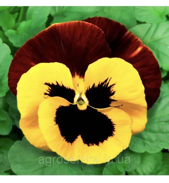 Виола (фиалка) виттрока Феникс / Hem Genetics 11629 фото