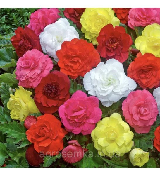 Бегонія бульбова махрова НонСтоп F1 10шт / Benary flowers 11630 фото