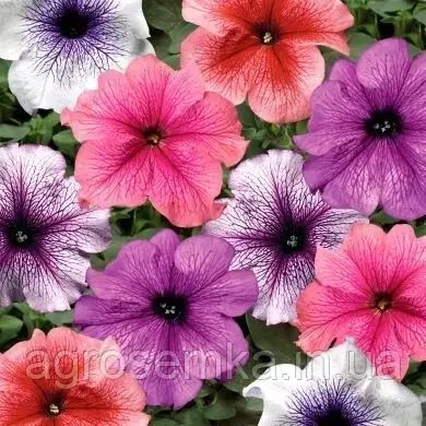 Петунія грандифлора Тритуния F1 20шт суміш / Syngenta Flowers 11238 фото