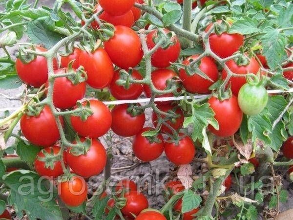 Насіння Томат Видимо не видимо 0,1 г 10585 фото