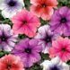 Петунія грандифлора Тритуния F1 20шт суміш / Syngenta Flowers 11238 фото 2