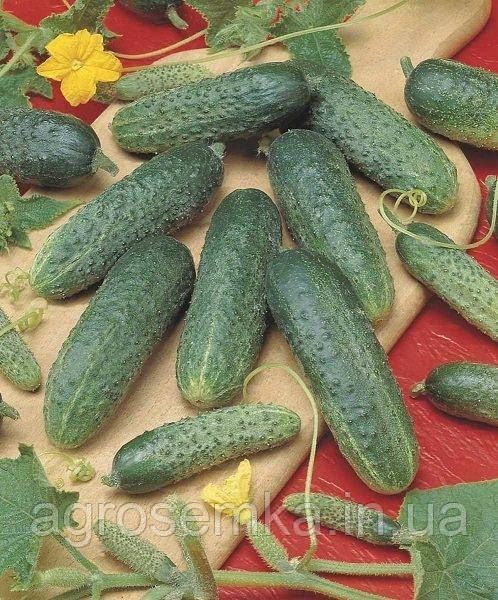 Семена Огурец Атлантис F1 20 шт / Bejo Zaden 10068 фото