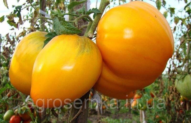 Семена Томат Бычье сердце золотое 0,1г 10586 фото