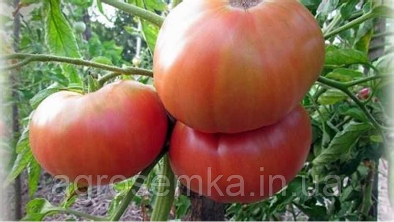 Томат Бичий лоб 0.1г 11490 фото