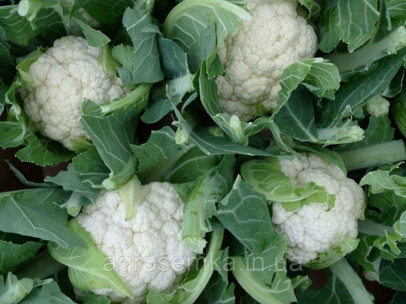 Семена Капуста цветная Сноубол 0,5 г / United Genetics 10511 фото