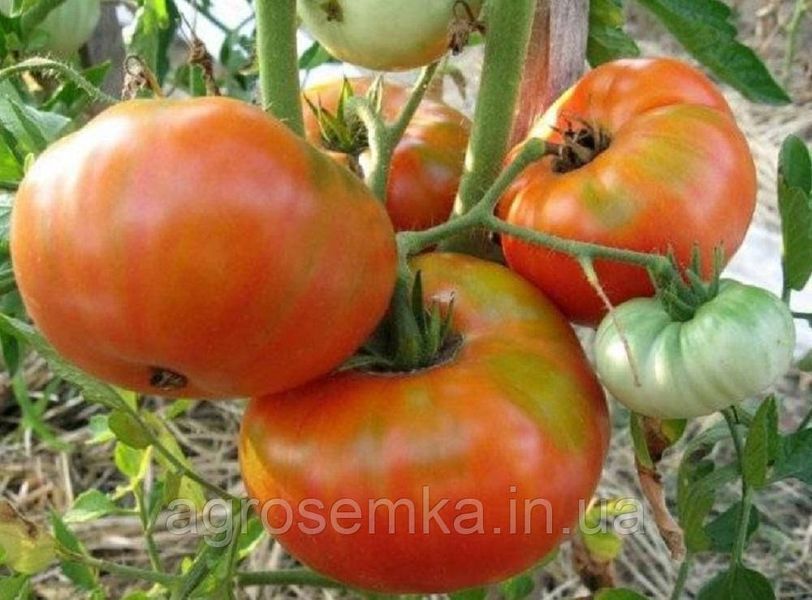 Томат Бичий лоб 0.1г 11490 фото