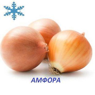 Цибуля сіянка озима Амфора (Amfora) 8/21 1кг Голландія Broer 11025 фото
