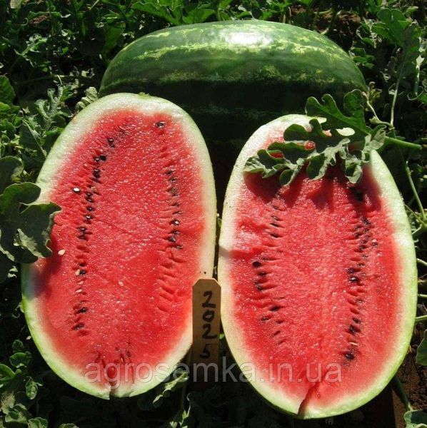 Семена Арбуз Эрли Саманта F1 8шт / United Genetics 10915 фото