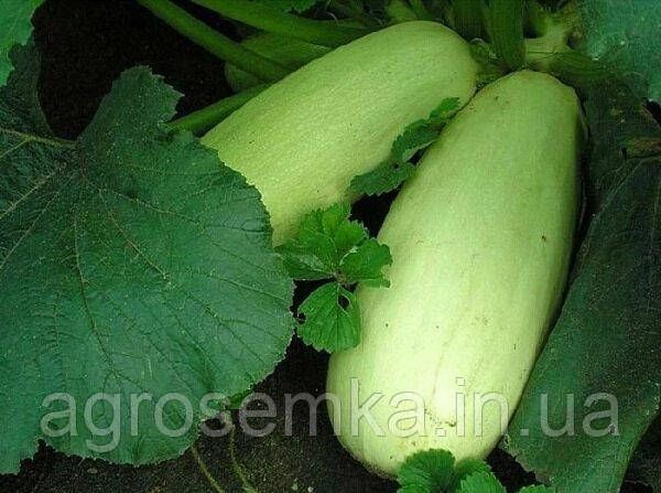 Семена Кабачок Гайдамака 20г 10125 фото