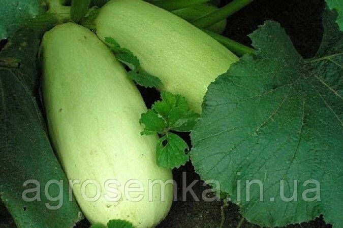 Семена Кабачок Грибовський-37 20г 10490 фото
