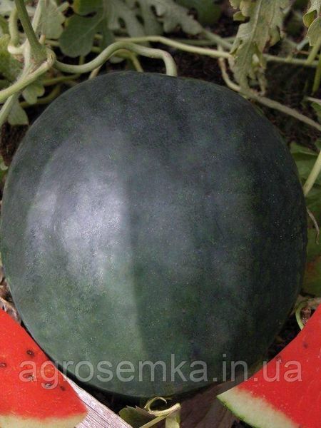 Арбуз Шуга бейби 1г / United Genetics 10438 фото