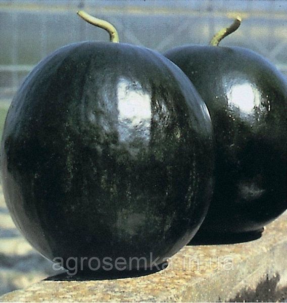 Арбуз Шуга бейби 1г / United Genetics 10438 фото