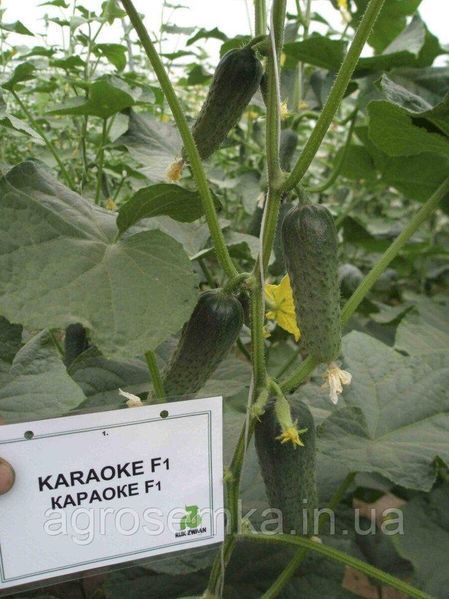 Семена Огурец Караоке F1 50шт / Rijk Zvaan 11196 фото
