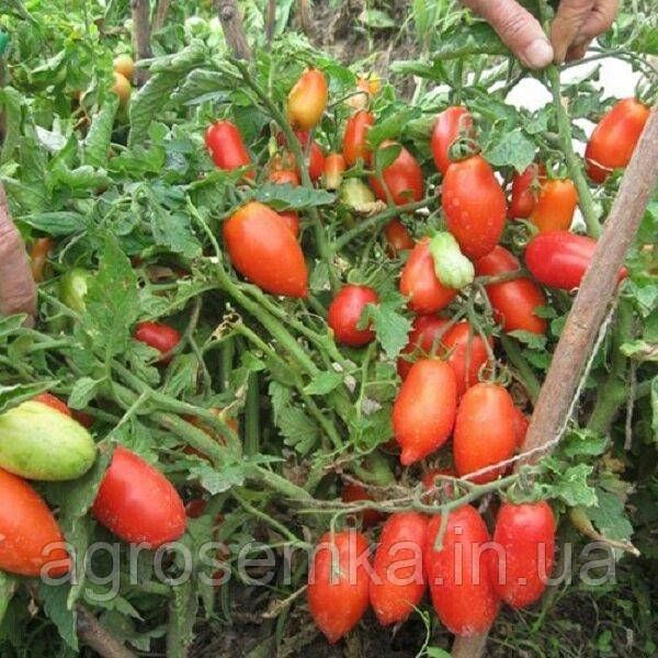 Семена Томат Кибиц 0,1г 10334 фото