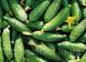 Семена Огурец Конкурент 1г 10543 фото 2