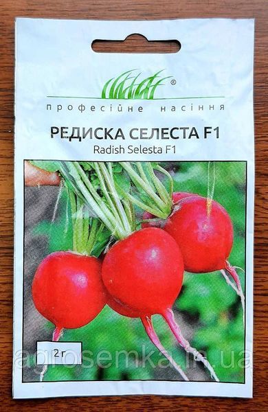 Семена Редис Селеста F1 2г / Enza Zaden 10921 фото