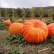 Семена Тыква Стофунтовая 10 шт 10390 фото 4