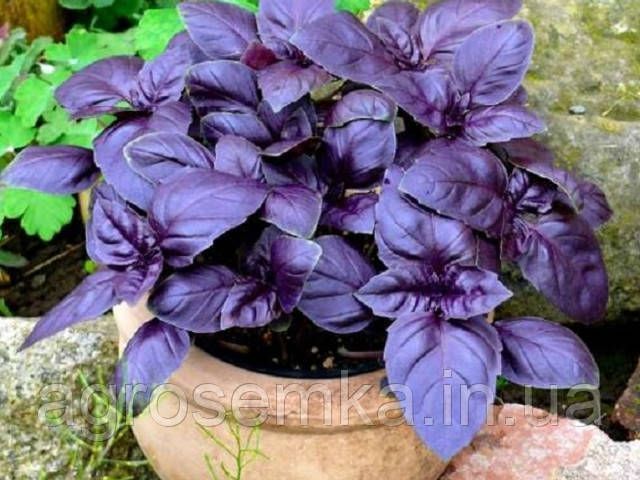 Семена Базилик Эреванский фиолетовый 0.5г 2829558653 фото