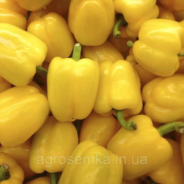 Семена Перец Оростар F1 / United Genetics 11201 фото