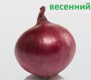 Лук - севок Ред Кармен (Red Karmen)(Snowball) Голландия, 1кг 10977 фото