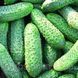 Семена Огурец Кустовой 1г 10239 фото 2
