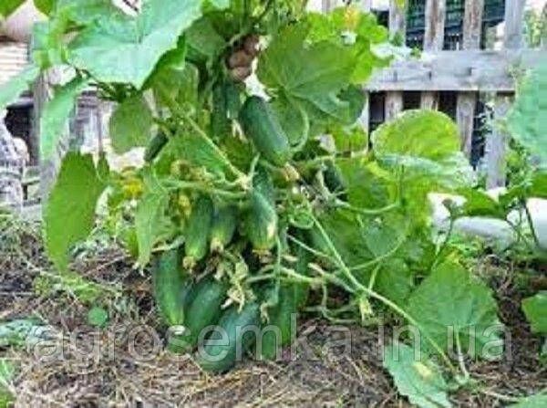 Огірок Кущовий 5г 10240 фото