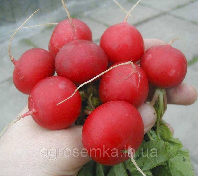Семена Редис Рудольф 3г / Bejo Zaden 10926 фото