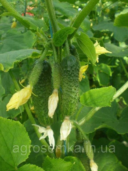 Семена Огурец Эколь F1 10шт / Syngenta 10877 фото