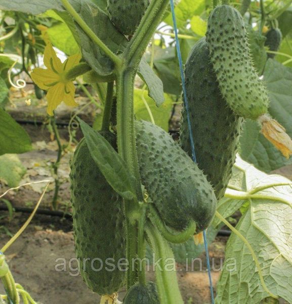 Семена Огурец Грин Пик F1 10шт / United Genetics 10137 фото