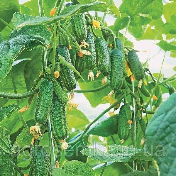 Семена Огурец Эколь F1 10шт / Syngenta 10877 фото