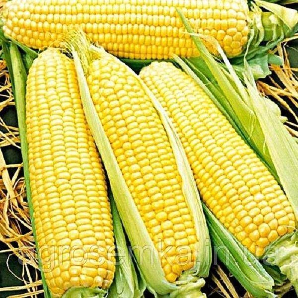 Насіння кукурудза цукрова Солодке намисто 20г 11154 фото