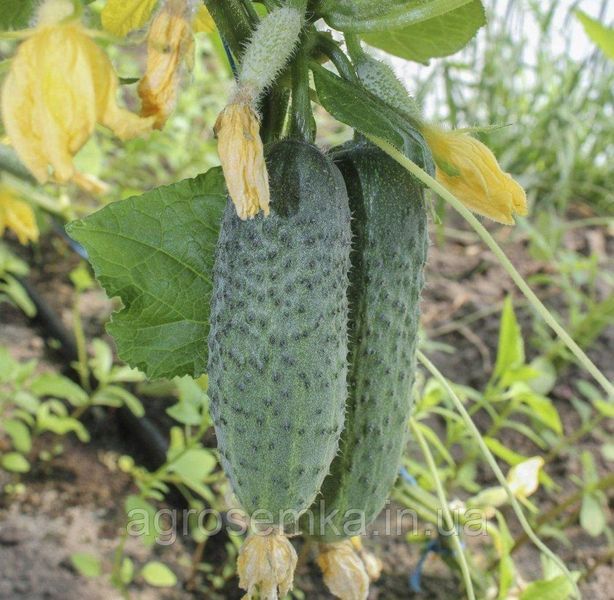 Семена Огурец Грин Пик F1 10шт / United Genetics 10137 фото