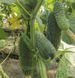 Семена Огурец Грин Пик F1 10шт / United Genetics 10137 фото 4