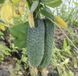 Семена Огурец Грин Пик F1 10шт / United Genetics 10137 фото 5
