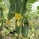 Семена Огурец Грин Пик F1 10шт / United Genetics 10137 фото 3