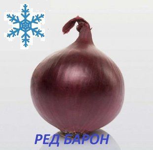 Озима цибуля сіянка Ред Барон 8/21 1кг / Broer 10775 фото