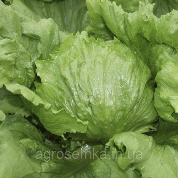 Семена Салат Иванкар 30 шт /Wing Seed 10603 фото