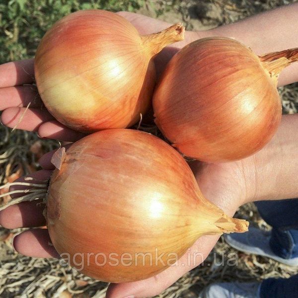 Семена Лук Брунекс 200шт / Wing Seed 10929 фото