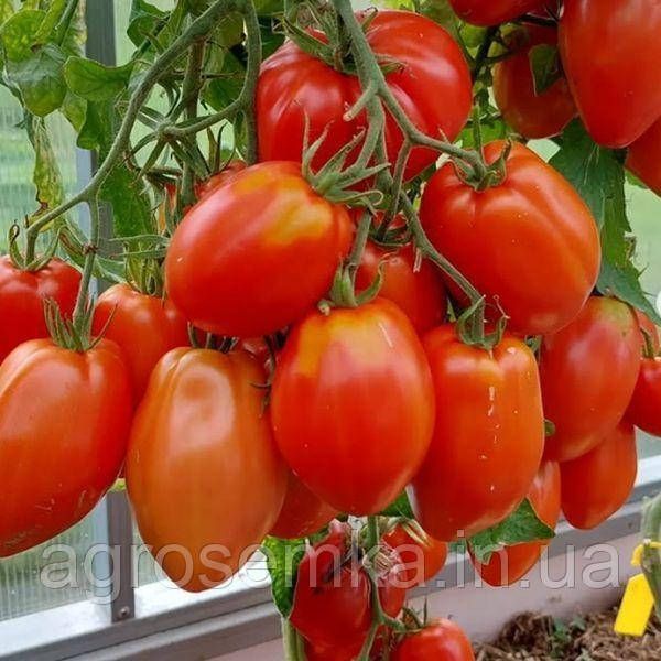 Томат Італійський жеребець 0.1г 2836527053 фото