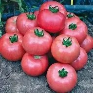 Томат Иванич 0.1г 2836635695 фото