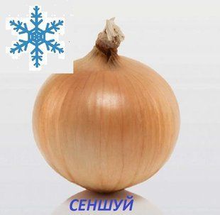 Цибулю севок Сеншуй ( SENSHYU) 8/21 озимий 1кг / TOP 10776 фото