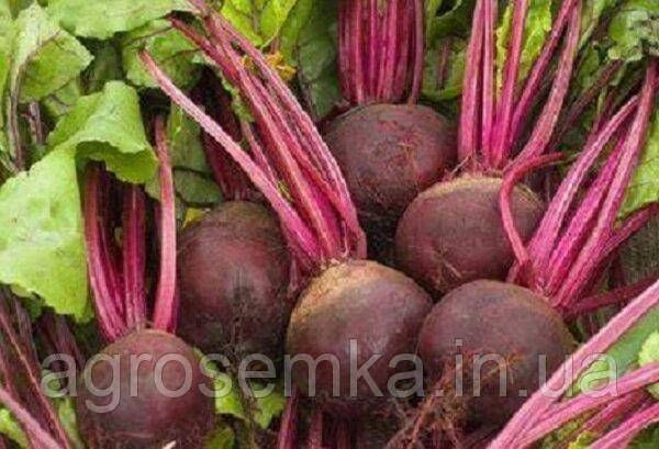 Семена Свекла столовая Бордо Харьковская 3г 10086 фото
