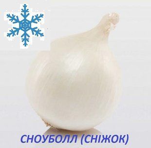 Озима цибуля сіянка Сноуболл (Snowball) 8/21 1кг/ TOP Onion Sets 10777 фото