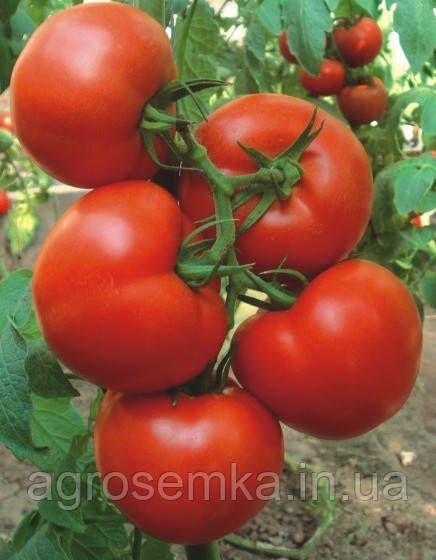 Томат Загадка 0.1г 2836906504 фото