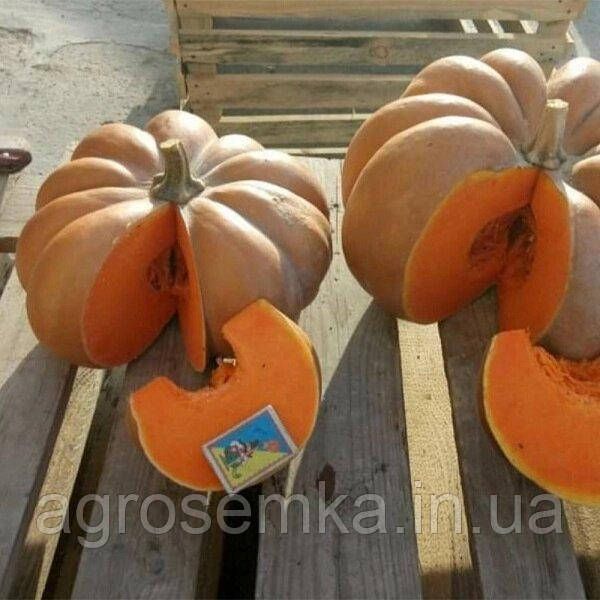 Семена Тыква Ди Провенса мускатный 10шт 10716 фото