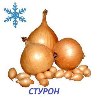 Озима цибуля сіянка Стурон (Sturon) 1кг / TOP 8/16 10778 фото