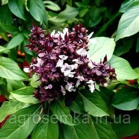 Насіння Базилік Тайська Королева 3г 2833530917 фото