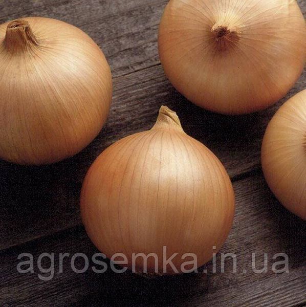 Семена Лук Кэнди F1 1г / Seminis 10933 фото