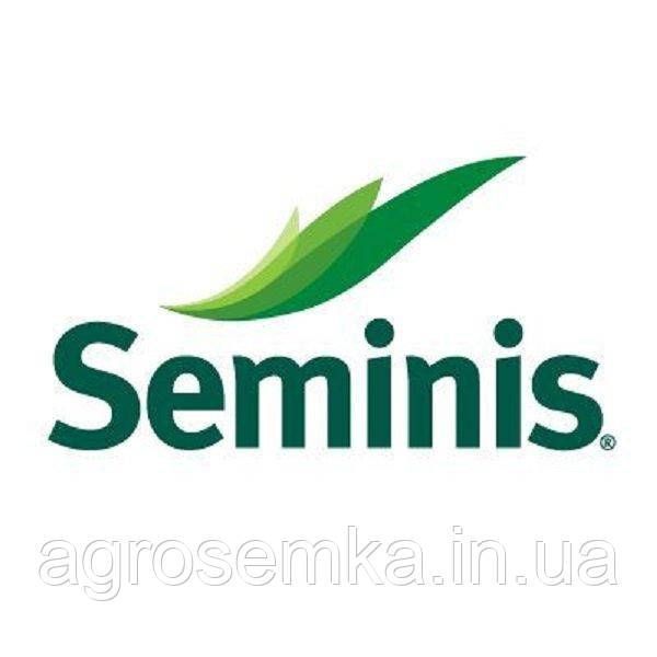 Семена Лук Кэнди F1 1г / Seminis 10933 фото