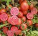 Семена Томат Уно Россо F1 20 шт / United Genetics 10403 фото 5